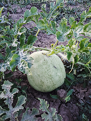 포토 JPG 해외이미지 식물 음식 백그라운드 잎 밭 농업 다이어트 과일 부분 자연 전등 수박 건강 사람없음 야외 초록색 물 여름 농작물 태양 농장 정원 줄무늬 수확 성장 시골 침대 신선 달콤 농부 유기농 원예 날것 장면 내추럴 땅바닥 밭일 숙성 채식주의자 해외포토 자연요소 직업 웰빙 계절 산업 컬러 가구 무늬 조명 바닥 취미 맛 생태계 채식 파일형식 이미지허브