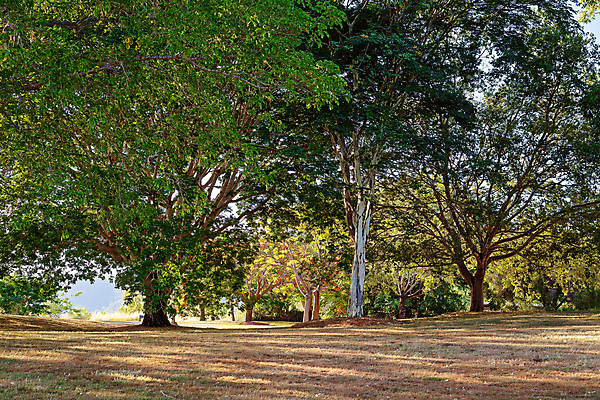 포토 JPG 해외이미지 나무 식물 계절 공원 백그라운드 잎 자연 아침 사람없음 야외 목재 초록색 빛 컬러풀 햇빛 태양 갈색 노란색 일출 환경 맑음 봄 새벽 안개 광선 숲 신비 속도 침엽수 빛망울 내추럴 삼림지대 가문비나무 해외포토 주간 자연요소 공공시설 컬러 컨셉 재료 날씨 노을 생태계 파일형식 이미지허브