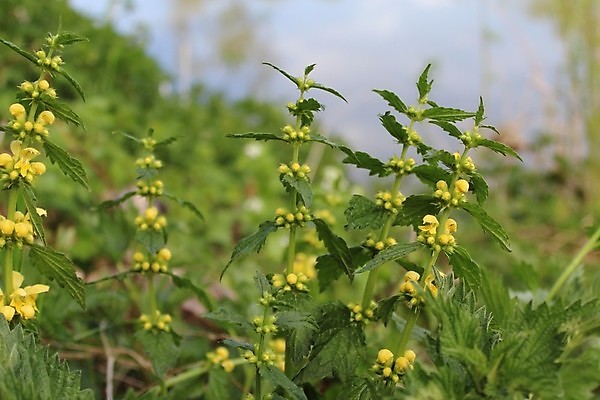 포토 JPG 해외이미지 식물 꽃 자연 사람없음 벚꽃 내추럴 해외포토 생태계 파일형식 이미지허브