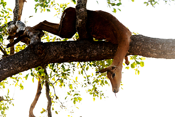 포토 JPG 해외이미지 동물 야생동물 아프리카 자연 사람없음 야외 원주민 수집 먹기 내추럴 세렝게티 탄자니아 해외포토 나라 모션 아프리카인 생태계 파일형식 이미지허브