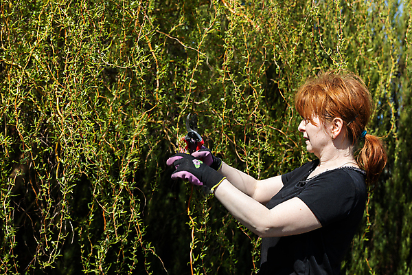 포토 JPG 해외이미지 나무 장갑 잎 한명 봄 나뭇가지 작업 티켓 자르기 원예 질서 포니테일 빨간머리 원예사 해외포토 식물 직업 1 헤어스타일 잡화 계절 모션 사람 취미 예절 파일형식 이미지허브