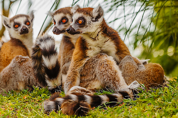 포토 JPG 해외이미지 동물 모델 여자 남자 얼굴 야생동물 여행 포즈 백그라운드 포옹 휴가 털 사람없음 야외 초록색 갈색 머리 사진촬영 회색 환자 자유 코트 흰색 표현 달콤 숲 만족 호기심 코 꼬리 주둥이 동물상 마다가스카르 여우원숭이 이국적 총구 해외포토 감정 컬러 컨셉 의학 안기 사람 신체부위 조형물 촬영 외투 원숭이 맛 파일형식 이미지허브