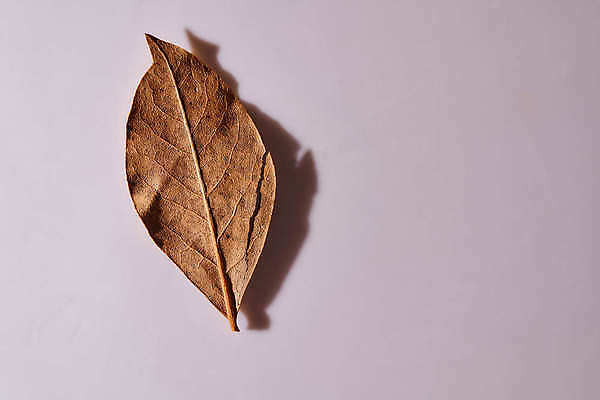 포토 JPG 해외이미지 잎 재료 3 사람없음 초록색 흰색 양념 그룹 허브 향신료 향 고립 월계수 해외포토 식물 컬러 향미료 파일형식 이미지허브