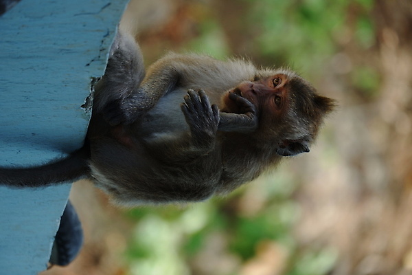 포토 JPG 해외이미지 나무 동물 응시 공원 아시아 얼굴 야생동물 음식 여행 포유류 가족 자연 털 동물원 앉기 동양인 사람없음 야외 초록색 갈색 회색 원숭이 표현 아기 숲 작음 먹기 꼬리 인도네시아 서식지 유인원 동물상 해외포토 식물 시선 공공시설 나라 컬러 관계 모션 사람 인종 신체부위 조형물 크기 생태계 파일형식 이미지허브
