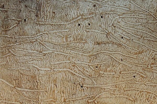 포토 JPG 해외이미지 벽 백그라운드 패턴 자연 표면 사람없음 목재 갈색 판넬 널 질감 내추럴 해외포토 나무 컬러 무늬 재료 생태계 파일형식 이미지허브