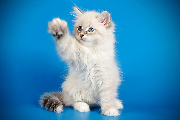 포토 JPG 해외이미지 한마리 사람없음 파란색 반려동물 고양이 네바마스커레이드 해외포토 동물 1 컬러 포유류 파일형식 이미지허브