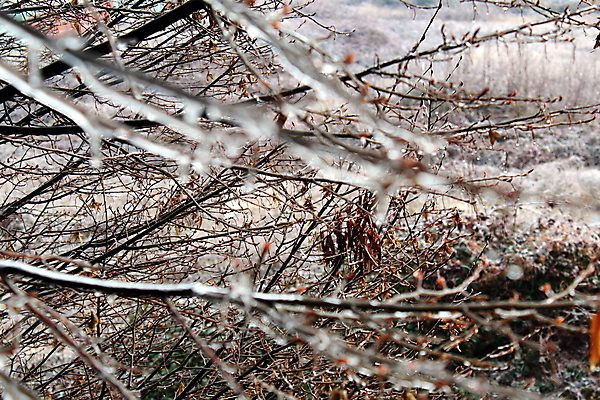 포토 JPG 해외이미지 나무 겨울 자연 사람없음 물 추위 물방울 나뭇가지 닫기 서리 해외포토 자연요소 식물 계절 모션 생태계 파일형식 이미지허브