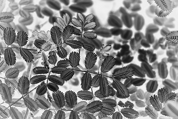 포토 JPG 해외이미지 모양 나무 식물 디자인 줄기 백그라운드 컨셉 잎 패턴 자연 벽지 추상 흑백 미술 동양인 사람없음 그래픽 우주 환경 검은색 사진촬영 어둠 흰색 신선 그림 질감 정리 길이 내추럴 구성 발명 양치류 방식 해외포토 컬러 무늬 문화예술 촬영기법 인종 촬영 생태계 파일형식 이미지허브