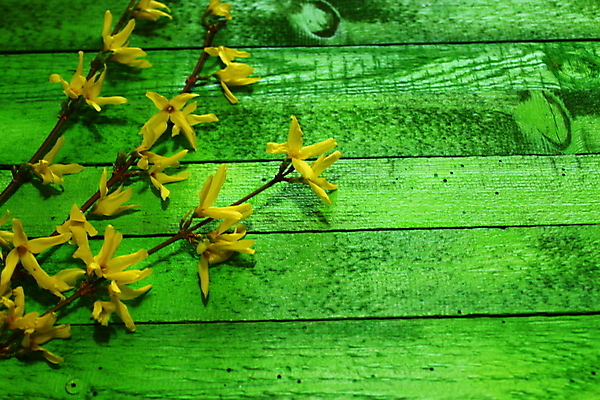 포토 JPG 해외이미지 벽 백그라운드 꽃무늬 패턴 표면 추상 사람없음 목재 축제 봄 판넬 거친 널 질감 녹색배경 내추럴 해외포토 나무 계절 꽃 무늬 재료 초록색 파일형식 이미지허브