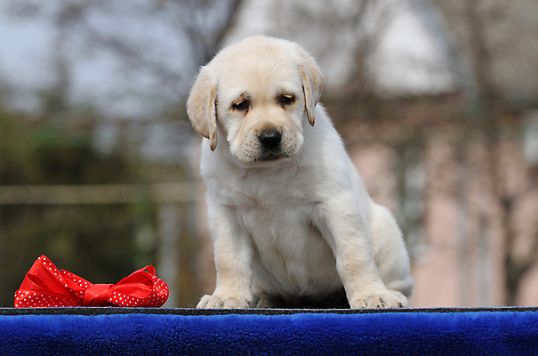 포토 JPG 해외이미지 응시 행복 어린이 놀이 탁자 사람없음 파란색 반려동물 노란색 귀여움 기쁨 개 리트리버 달콤 강아지 래브라도리트리버 위치 창백 기르기 유래 해외포토 동물 시선 감정 컬러 가구 컨셉 포유류 사람 맛 돌봄 파일형식 이미지허브
