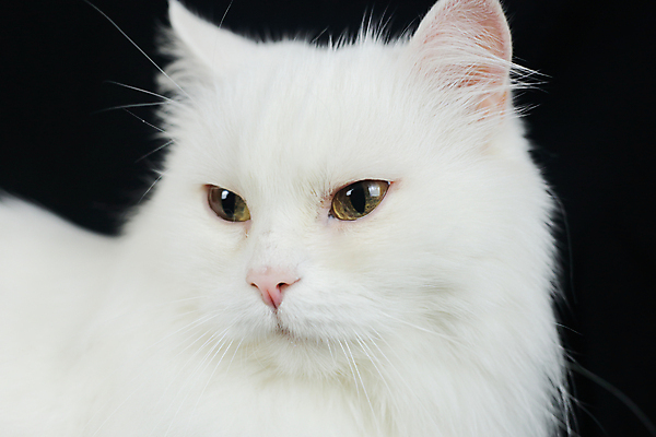 포토 JPG 해외이미지 동물 응시 시선 감정 백그라운드 자연 검은배경 털 사람없음 반려동물 검은색 고양이 우정 흰색 표현 호기심 솜털 수의사 고립 기르기 해외포토 컬러 컨셉 포유류 친구 의사 생태계 돌봄 파일형식 이미지허브