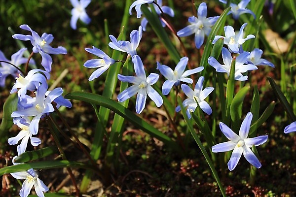 포토 JPG 해외이미지 식물 꽃 꽃무늬 봄꽃 자연 부활절 사람없음 파란색 정원 봄 해외포토 계절 기념일 컬러 무늬 생태계 파일형식 이미지허브