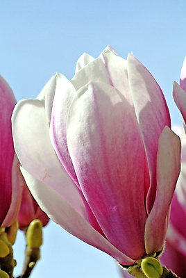 포토 JPG 해외이미지 주간 분홍색 근접촬영 사람없음 야외 봄 목련 해외포토 자연요소 계절 꽃 뷰포인트 컬러 파일형식 이미지허브