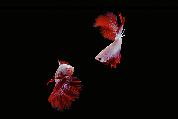 포토 JPG 해외이미지 동물 남자 얼굴 클리핑패스 포즈 백그라운드 이동 모션 벽지 어류 미술 사람없음 옆모습 빨간색 컬러풀 뷰티 검은색 수영 분노 광대 흰색 의식 고급 우아함 자르기 싸움 각도 지느러미 모음 고립 마스코트 이국적 해외포토 감정 뷰포인트 컬러 컨셉 문화예술 사람 신체부위 수중동물 수상스포츠 파일형식 이미지허브