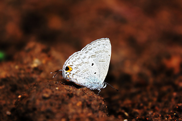 포토 JPG 해외이미지 식물 동물 아시아 야생동물 나비 곤충 백그라운드 잎 농업 자연 사람없음 초록색 파란색 컬러풀 뷰티 갈색 환경 정원 검은색 닫기 해충 소프트포커스 숲 작음 묘사 슛 고립 동물상 뒤뜰 해외포토 나라 산업 컬러 모션 촬영기법 조형물 벌레 크기 생태계 파일형식 이미지허브