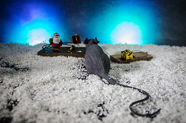 포토 JPG 해외이미지 나무 전통 계절 행복 백그라운드 크리스마스 겨울 눈사람 휴가 치즈 새로움 기념 선물 사람없음 장식 반려동물 상자 산타클로스 축제 회색 장식볼 달력 흰색 축하 소나무 신용카드 야간 쥐 설치류 12월 연도 심볼 올가미 전나무 눈내림 클라우스 해외포토 자연요소 식물 동물 기념일 감정 컬러 컨셉 유제품 눈_날씨 금융 날짜 파일형식 이미지허브