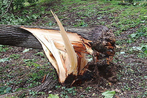 포토 JPG 해외이미지 나무 자연 바람 사람없음 야외 초록색 손상 나뭇가지 닫기 파편 위험 사건 폭풍 잡동사니 다리찢기 깨짐 단절 폭풍우 허리케인 해외포토 자연요소 식물 컬러 컨셉 모션 날씨 비_날씨 자연재해 생태계 파일형식 이미지허브