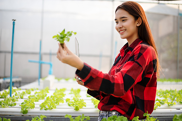 포토 JPG 해외이미지 식물 여자 음식 컨셉 농업 다이어트 채소 비즈니스 태국 자연 친절 새로움 한명 사람 동양인 초록색 농작물 알약 농장 샐러드 수확 성장 신선 상추 유기농 날것 감독관 주인 점검 돌봄 밭일 신발장 온실 원예사 해외포토 직업 1 웰빙 산업 아시아 컬러 모션 건강 인종 약 생태계 파일형식 이미지허브