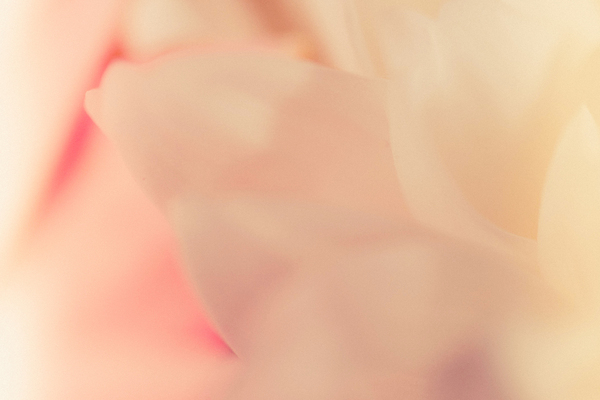 포토 JPG 해외이미지 식물 커플 꽃 종이 분홍색 결혼 백그라운드 크리스마스 꽃무늬 패턴 자연 추상 프레임 사랑 사람없음 빛 장미 스파 봄 수확 인사 신용카드 달콤 질감 복숭아 강렬 블러 파스텔톤 해외포토 계절 기념일 감정 컬러 무늬 농업 과일 관계 이벤트 금융 예절 맛 생태계 파일형식 이미지허브