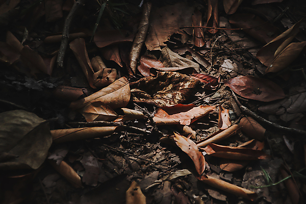 포토 JPG 해외이미지 나무 식물 계절 공원 백그라운드 컨셉 잎 패턴 오렌지 자연 추상 건조 사람없음 야외 빨간색 컬러풀 뷰티 갈색 노란색 쌓기 정원 수확 가을 죽음 숲 질감 흙더미 내추럴 고립 땅바닥 엘리먼트 옛날 해외포토 공공시설 컬러 무늬 농업 과일 모션 바닥 흙 생태계 파일형식 더미 이미지허브