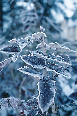 포토 JPG 해외이미지 식물 계절 크리스마스 자연 날씨 사람없음 목재 빛 냉동 얼음 흰색 나뭇가지 눈송이 시원함 12월 크리스탈 묘사 서리 장면 온도 정물화 투쟁 눈내림 해외포토 자연요소 나무 기념일 컬러 재료 눈_날씨 날짜 광석 그림 생태계 파일형식 이미지허브