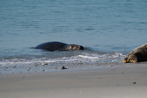 포토 JPG 해외이미지 동물 여자 야생동물 파도 바다 섬 여행 백그라운드 포유류 청소년 자연 휴식 수염 사람없음 물 여름 파란색 태양 머리 수영 회색 가을 흰색 만 닫기 물개 버리기 육식동물 사냥꾼 북쪽 해외포토 자연요소 직업 계절 컬러 컨셉 모션 사람 신체부위 바다동물 수상스포츠 방향 생태계 파일형식 이미지허브