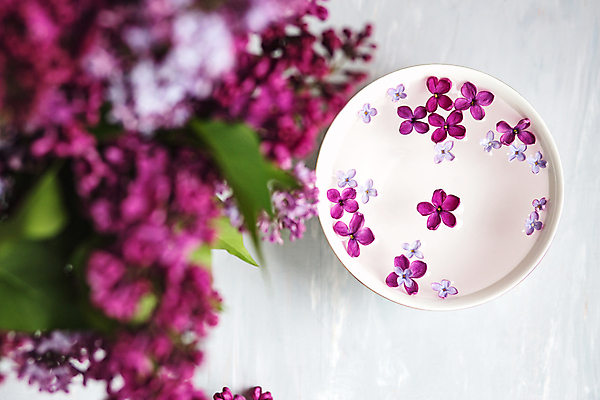 포토 JPG 해외이미지 식물 계절 꽃잎 꽃 행복 꽃다발 백그라운드 꽃무늬 사람없음 장식 물 여름 컬러풀 정원 보라색 스파 봄 벚꽃 나뭇가지 개화 행운 다발 제비꽃 향수 향기 아로마 5 라일락 카피스페이스 해외포토 자연요소 나무 감정 컬러 컨셉 무늬 숫자 화장품 공백 냄새 파일형식 이미지허브