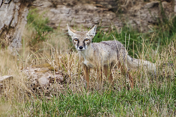 포토 JPG 해외이미지 동물 응시 아시아 야생동물 2 포유류 자연 털 동물원 사람없음 여름 환경 코트 흰색 황무지 보호 피부 호기심 코 여우 육식동물 사냥꾼 경보 해외포토 직업 시선 계절 감정 나라 컬러 컨셉 신체부위 외투 생태계 파일형식 이미지허브