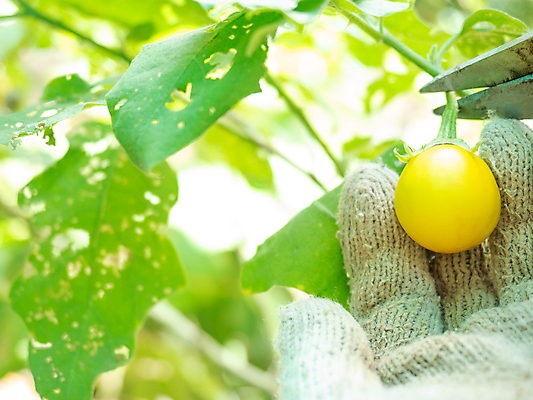 포토 JPG 해외이미지 식물 라이프스타일 손 음식 백그라운드 잎 농업 자연 노동자 건강 사람 사람없음 야외 초록색 농작물 농장 노란색 환경 정원 수확 성장 신선 업무 농부 자르기 유기농 내추럴 밭일 해외포토 직업 웰빙 산업 컬러 모션 생활 신체부위 작업 생태계 파일형식 이미지허브