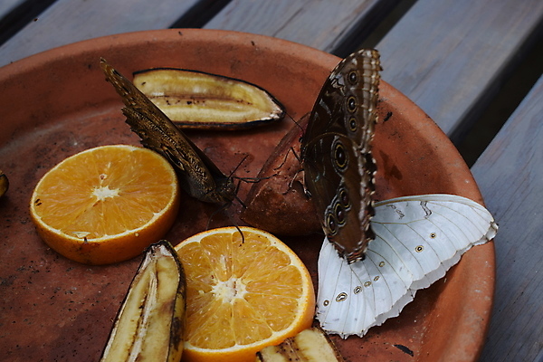 포토 JPG 해외이미지 동물 꽃 야생동물 섬 나비 곤충 백그라운드 잎 꽃무늬 날개 오렌지 자연 실내 사람없음 빨간색 초록색 여름 파란색 컬러풀 뷰티 농장 정원 검은색 봄 벚꽃 닫기 보케 꿀 고립 동물상 해외포토 식물 계절 컬러 무늬 농업 과일 모션 내부 조형물 생태계 파일형식 이미지허브