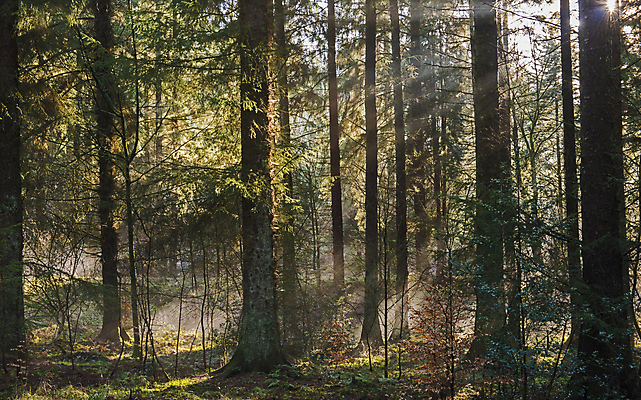 포토 JPG 해외이미지 나무 식물 잎 자연 아침 추상 조명 풍경 사람없음 야외 목재 빛 햇빛 환경 안개 덮개 나뭇가지 시골 소나무 숲 무서움 장면 멀리 전나무 내추럴 묘목 삼림지대 가문비나무 해외포토 주간 감정 무늬 재료 날씨 태양 뚜껑 생태계 파일형식 이미지허브