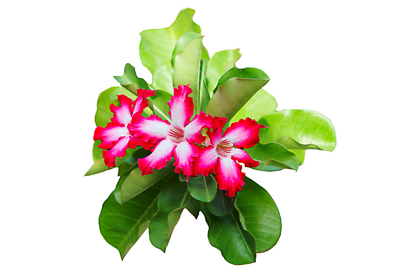 포토 JPG 해외이미지 나무 식물 디자인 공원 꽃잎 꽃 분홍색 백그라운드 잎 꽃무늬 자연 동양인 사람없음 빨간색 초록색 여름 컬러풀 뷰티 장미 정원 봄 사막 성장 벚꽃 흰색 신선 개화 백합 진달래 내추럴 거짓 고립 해외포토 계절 공공시설 컬러 무늬 인종 생태계 파일형식 이미지허브