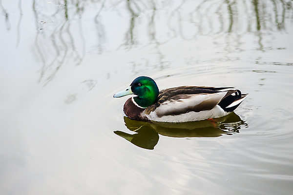 포토 JPG 해외이미지 동물 남자 호수 야생동물 자연 조류 오리 사람없음 초록색 물 파란색 노란색 머리 연못 깃털 청둥오리 계산서 고립 해외포토 자연요소 컬러 사람 신체부위 생태계 파일형식 이미지허브