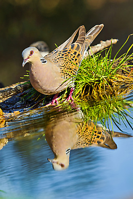 포토 JPG 해외이미지 동물 유럽 야생동물 날개 자연 조류 사람없음 초록색 환경 다양 스페인 보호 숲 깃털 생태계 생물학 부리 서식지 동물상 무료 보호구역 생태학 해외포토 교육 나라 컬러 다수 컨셉 조형물 구역 파일형식 이미지허브