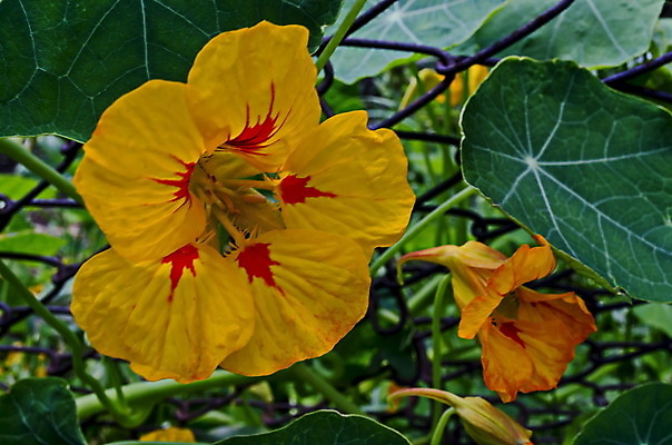 포토 JPG 해외이미지 디자인 계절 꽃잎 꽃 꽃다발 백그라운드 잎 꽃무늬 곡선 오렌지 자연 휴가 산 사람없음 빨간색 여름 빛 컬러풀 약 머리 정원 성장 벚꽃 신선 신용카드 닫기 큼 인도인 허브 내추럴 꽃수술 불가리아 해외포토 외국인 식물 선 컬러 무늬 과일 의학 모션 동양인 신체부위 금융 크기 생태계 파일형식 남유럽 이미지허브