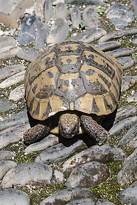 포토 JPG 해외이미지 동물 길 얼굴 야생동물 섬 여행 백그라운드 파충류 자연 뿔 종류 사람없음 반려동물 산책 사막 껍질 조약돌 거북이 보호 큼 땅 에콰도르 갈라파고스 멸종 느림 거인 남쪽 마다가스카르 옛날 이국적 초식 해외포토 컨셉 휴식 신체부위 돌_바위 남아메리카 크기 방향 생태계 파일형식 이미지허브