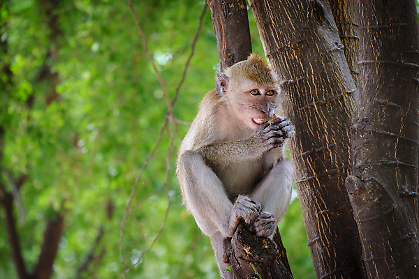 포토 JPG 해외이미지 나무 동물 캐릭터 응시 공원 아시아 얼굴 야생동물 백그라운드 포유류 포옹 태국 자연 엄마 털 사랑 사람 앉기 동양인 사람없음 초록색 반려동물 뷰티 갈색 귀여움 나뭇가지 원숭이 아기 잡기 숲 작음 모피 사파리 유인원 떠남 전국 해외포토 식물 시선 공공시설 감정 나라 컬러 컨셉 가족 안기 모션 인종 신체부위 크기 생태계 파일형식 이미지허브