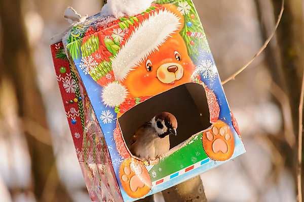포토 JPG 해외이미지 동물 계절 공원 야생동물 음식 백그라운드 겨울 날개 자연 조류 날씨 씨앗 사람없음 야외 햇빛 태양 뷰티 환경 정원 맑음 냉동 추위 숲 작음 먹이 깃털 생물학 꼬리 서리 부리 참새 내추럴 동물상 수수 수유 눈내림 해외포토 자연요소 식물 공공시설 교육 눈_날씨 조형물 크기 생태계 파일형식 이미지허브