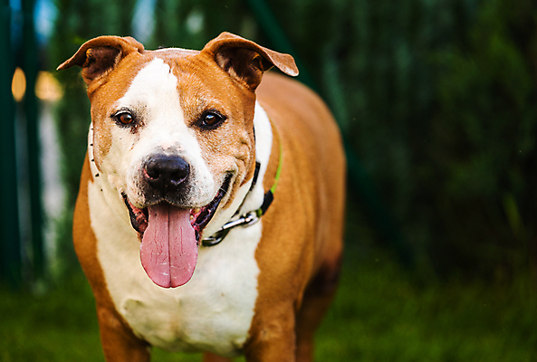 포토 JPG 해외이미지 동물 행복 백그라운드 컨셉 공 자연 건강 사람없음 야외 여름 파란색 달리기 맑음 봄 흰색 개 테리어 비만 직원 황소 송곳니 타격 해외포토 계절 감정 컬러 포유류 모션 날씨 소 치아 몸매 생태계 파일형식 이미지허브