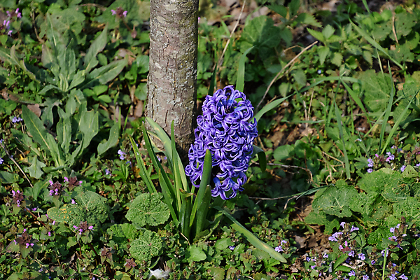 포토 JPG 해외이미지 식물 계절 꽃잎 꽃 백그라운드 잎 꽃무늬 봄꽃 자연 벽지 휴가 부활절 미술 사람없음 야외 장식 초록색 여름 파란색 컬러풀 뷰티 노란색 바구니 정원 보라색 봄 벚꽃 흰색 개화 닫기 제비꽃 질감 고립 화창 히아신스 해외포토 기념일 컬러 무늬 모션 날씨 문화예술 생태계 파일형식 이미지허브