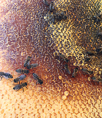 포토 JPG 해외이미지 모양 동물 라이프스타일 음식 곤충 백그라운드 패턴 자연 프레임 세포 사람없음 약 노란색 머리빗 업무 황금 달콤 꿀벌 묘사 질감 바쁨 꽃가루 육각형 꿀 고무 여왕 벌집 내추럴 고립 밀랍 양봉 양봉장 어려움 왁스 진짜 폴리곤 해외포토 도형 컬러 무늬 의학 생활 미용용품 작업 맛 벌_곤충 가루 생태계 파일형식 이미지허브