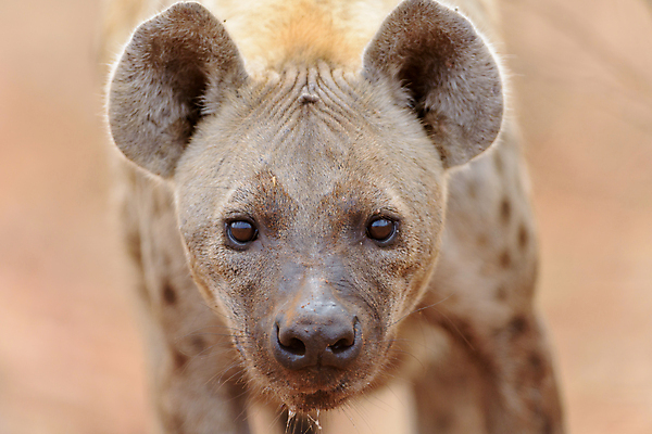 포토 JPG 해외이미지 동물 응시 공원 얼굴 야생동물 신체 포유류 아프리카 자연 국립공원 사람없음 갈색 힘 점 위험 큼 사파리 질감 사냥 냄새 육식동물 갈기 사냥꾼 주둥이 내추럴 잠비아 총구 못생김 해외포토 직업 시선 공공시설 나라 컬러 컨셉 신체부위 크기 생태계 파일형식 이미지허브