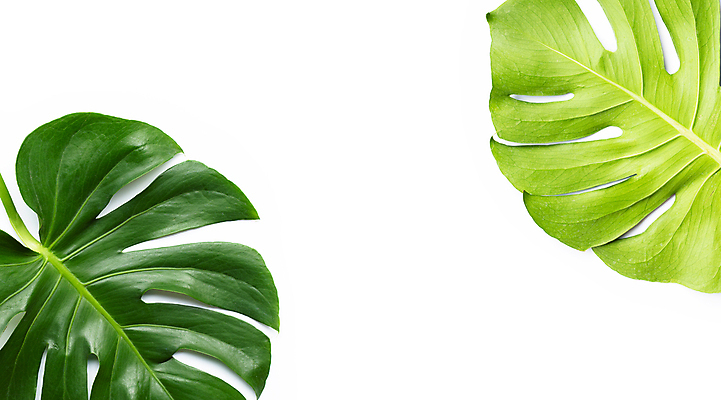 포토 JPG 해외이미지 실내 사람없음 두개 흰배경 몬스테라 열대잎 해외포토 식물 백그라운드 잎 2 내부 흰색 파일형식 이미지허브