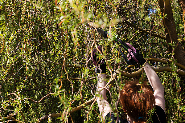 포토 JPG 해외이미지 나무 장갑 잎 한명 봄 나뭇가지 작업 티켓 자르기 원예 질서 포니테일 빨간머리 원예사 해외포토 식물 직업 1 헤어스타일 잡화 계절 모션 사람 취미 예절 파일형식 이미지허브