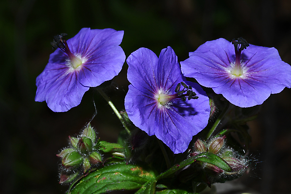포토 JPG 해외이미지 식물 꽃 자연 사람없음 뷰티 개화 그리너리 해외포토 생태계 파일형식 트랜드컬러 이미지허브