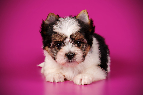 포토 JPG 해외이미지 동물 1 행복 새끼 백그라운드 새로움 털 미소 사람없음 빨간색 반려동물 귀여움 검은색 거울 흰색 개 달콤 강아지 작음 요크셔테리어 테리어 활 솜털 송곳니 기르기 비버 삼색 해외포토 감정 컬러 컨셉 포유류 표정 맛 치아 크기 돌봄 파일형식 이미지허브