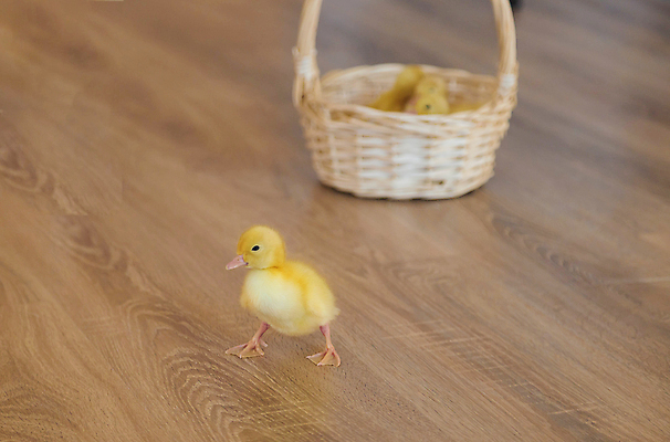 포토 JPG 해외이미지 동물 백그라운드 자연 조류 호박 부활절 새로움 오리 병아리 사람없음 반려동물 노란색 바구니 치킨 봄 아기 신생아 작음 깃털 부드러움 추수감사절 솜털 내추럴 밭일 해외포토 계절 기념일 기독교 컬러 컨셉 채소 사람 감각 크기 생태계 닭고기요리 파일형식 이미지허브