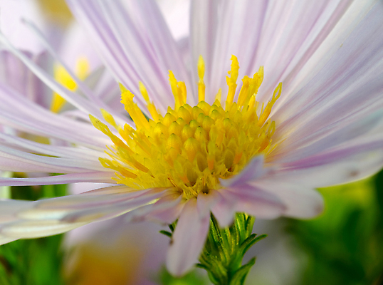 포토 JPG 해외이미지 식물 계절 꽃잎 꽃 백그라운드 자연 아침 추상 국화 사람없음 초록색 뷰티 노란색 환경 보라색 봄 펼침 신선 제비꽃 싱글 부드러움 꽃수술 생태학 해외포토 주간 교육 컬러 무늬 모션 감각 생태계 파일형식 이미지허브