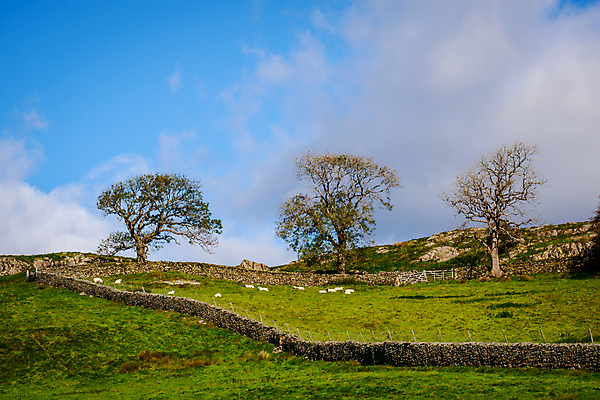 포토 JPG 해외이미지 영어 밭 농업 자연 영국 잉글랜드 풍경 사람없음 야외 울타리 농경지 평화 가축 시골 양 언덕 컴브리아주 해외포토 동물 문자 유럽 산업 컨셉 포유류 담장 농장 생태계 파일형식 이미지허브