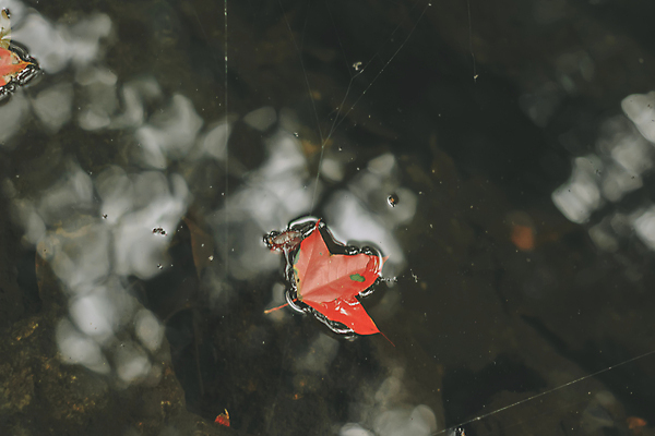 포토 JPG 해외이미지 주간 백그라운드 단풍 자연 풍경 사람없음 야외 가을풍경 가을 비 떠있는 웅덩이 해외포토 자연요소 계절 잎 모션 날씨 생태계 파일형식 가을_계절 이미지허브